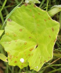 Puccinia poarum