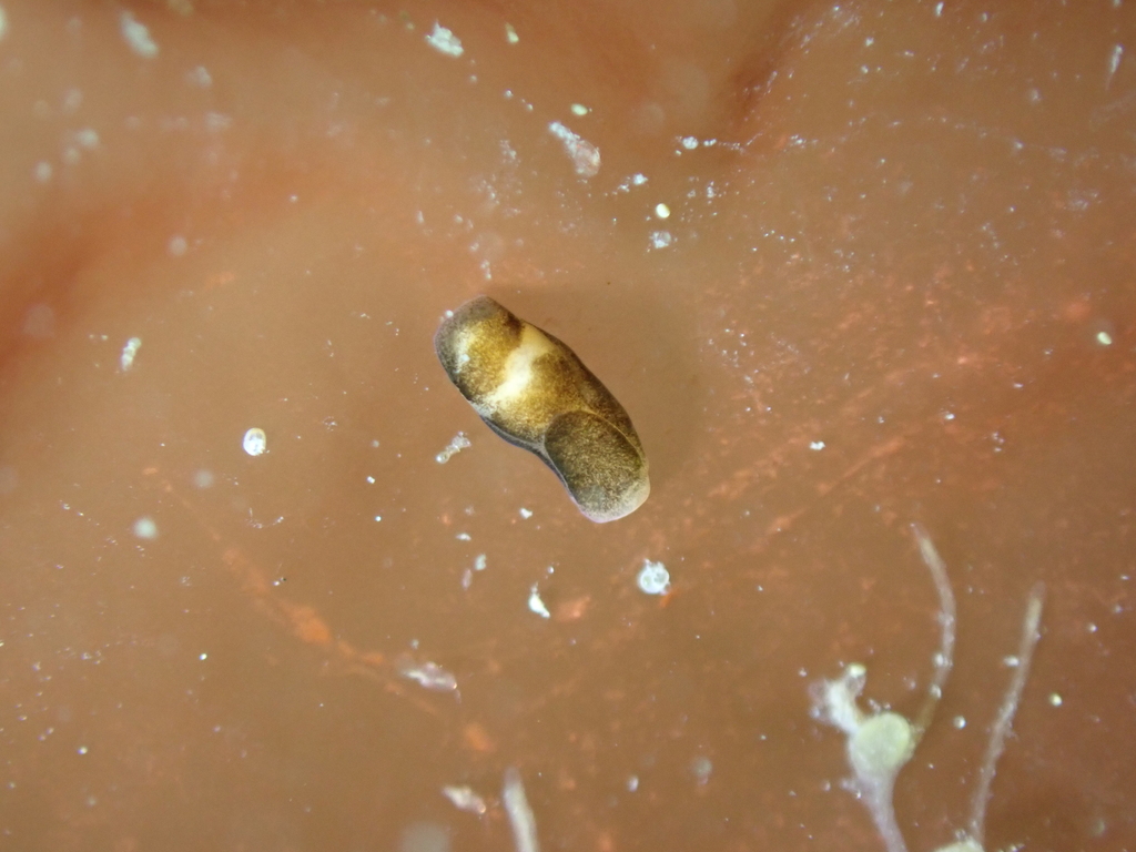 Philine punctata