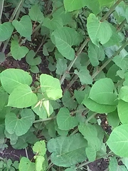 Reynoutria × bohemica