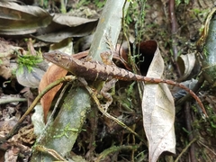 Anolis uniformis