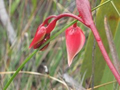 Heliamphora nutans