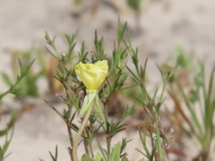 Oenothera humifusa