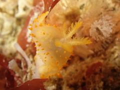 Crimora papillata