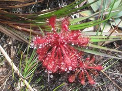 Drosera roraimae