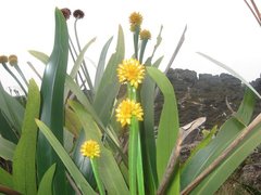 Stegolepis guianensis