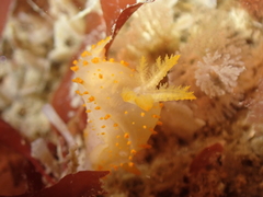 Crimora papillata
