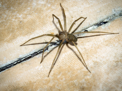 Loxosceles rufescens
