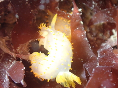Crimora papillata