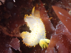 Crimora papillata