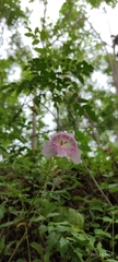Bignonia