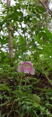Bignonia
