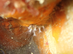 Sarcodictyon catenatum