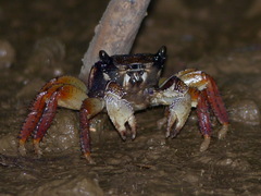 Goniopsis pelii