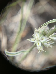 Frasera albicaulis modocensis