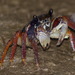 Purple Mangrove Crab - Photo (c) Antonio Rodríguez Arduengo, some rights reserved (CC BY-NC), uploaded by Antonio Rodríguez Arduengo