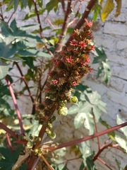 Ricinus communis