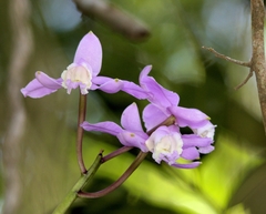 Cattleya loddigesii
