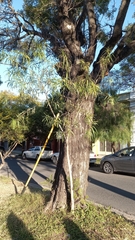 Sapium haematospermum