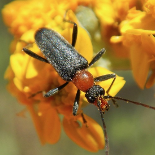 Cortodera falsa (LeConte, 1859)