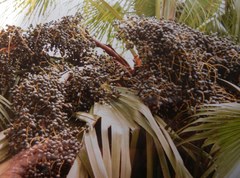 Arecaceae