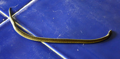 Atractus