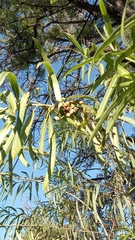 Sapium haematospermum