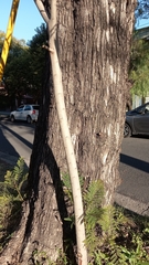 Sapium haematospermum