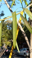 Sapium haematospermum