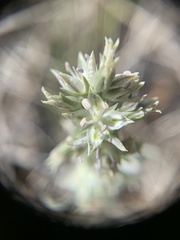 Frasera albicaulis modocensis