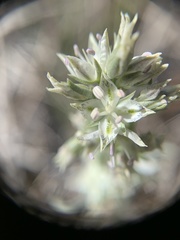 Frasera albicaulis modocensis