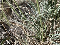 Frasera albicaulis modocensis