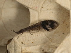 Glenoleon pulchellus