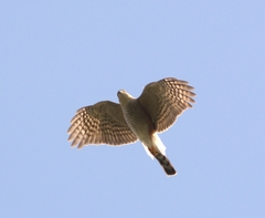 Accipiter striatus erythronemius