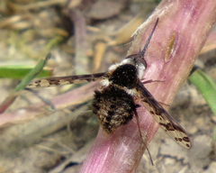 Bombylius pulchellus