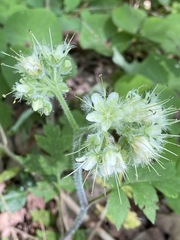 Hydrophyllum macrophyllum