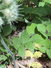 Hydrophyllum macrophyllum