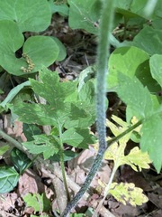 Hydrophyllum macrophyllum