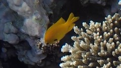 Pomacentrus sulfureus