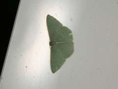 Chlorocoma melocrossa