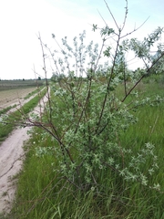 Elaeagnus angustifolia