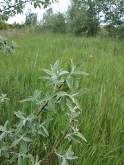 Elaeagnus angustifolia