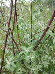 Elaeagnus angustifolia