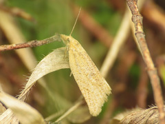 Clepsis senecionana