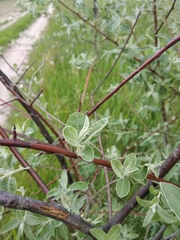 Elaeagnus angustifolia