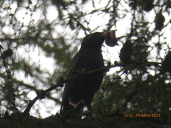 Sturnus vulgaris
