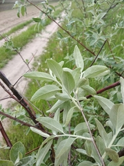 Elaeagnus angustifolia