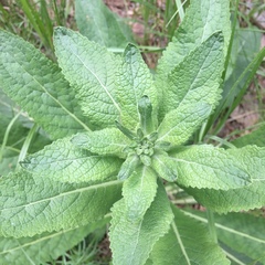 Verbascum