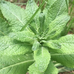 Verbascum