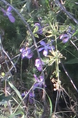 Linanthus californicus