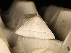 Epidesmia perfabricata